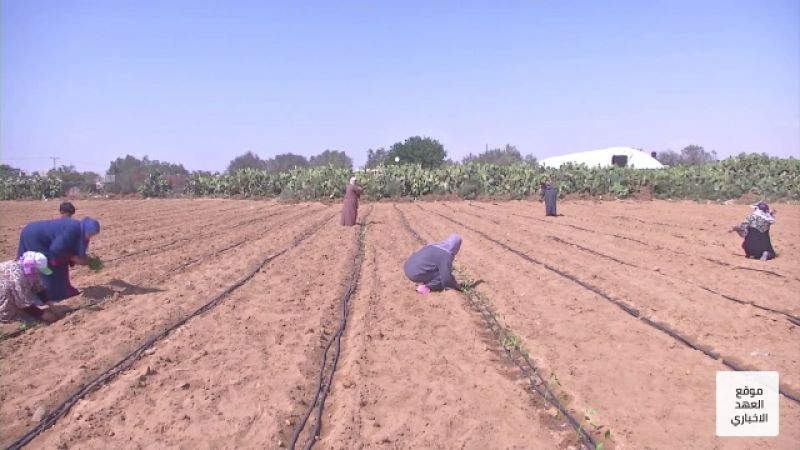 سيدات فلسطينيات يتحدين الفقر والبطالة بالزراعة على خطوط النار